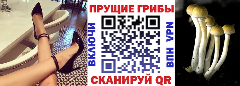 Галлюциногенные грибы Psilocybine cubensis Заволжье